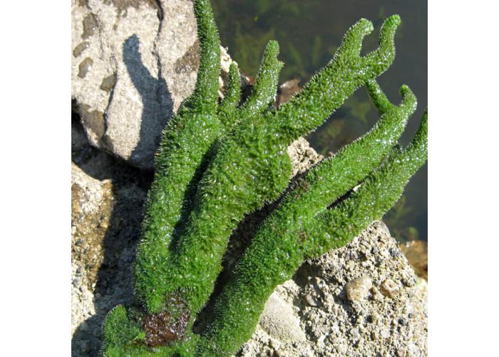 Бадяга экстракт